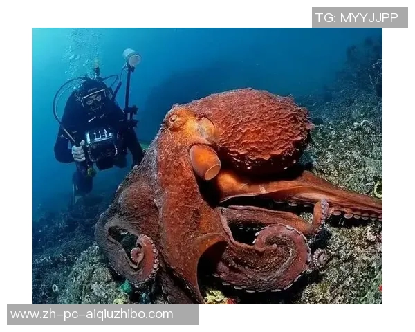 深海巨兽的对决：鲸与章鱼的生存智慧与生态博弈